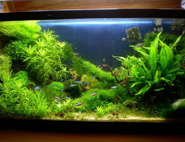 25 gallons planted tank (mostly live plants and fish) - My tank
4 month old 25 gallons planted tank (mostly live plants and fish) - My tank
4 month old