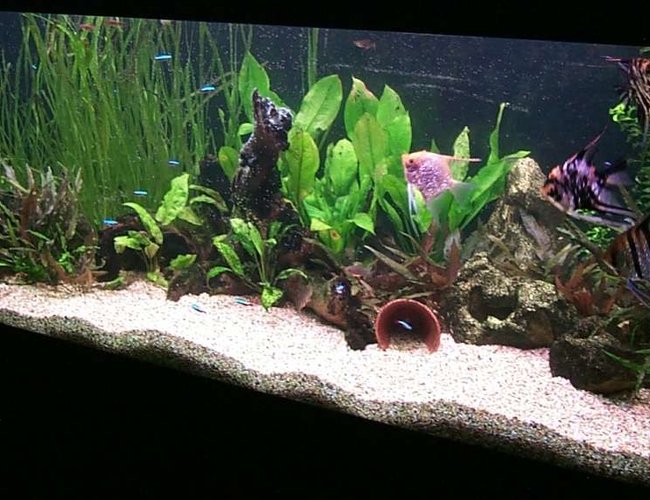 106 gallons planted tank (mostly live plants and fish) - 106 US Gal / 400 liters. Community tank. White grains in the photo are bubbles from a water change. 106 gallons planted tank (mostly live plants and fish) - 106 US Gal / 400 liters. Community tank. White grains in the photo are bubbles from a water change.