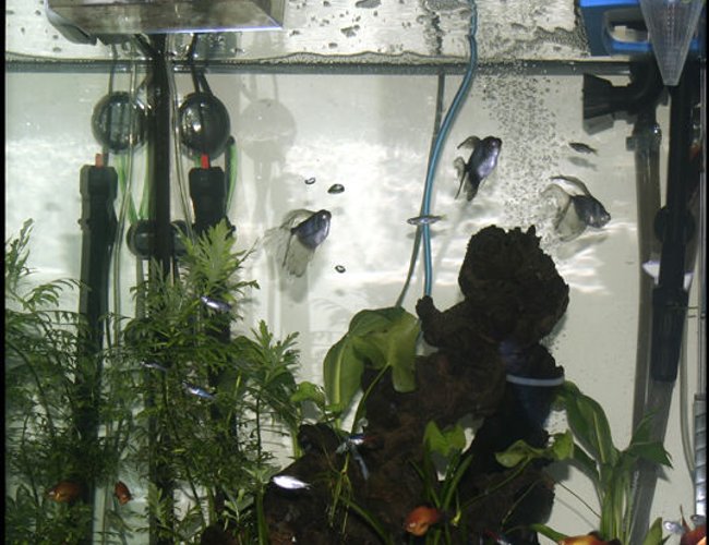 33 gallons planted tank (mostly live plants and fish) - my tank as of 11-16-07 33 gallons planted tank (mostly live plants and fish) - my tank as of 11-16-07