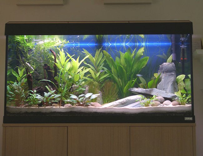 44 gallons planted tank (mostly live plants and fish) - This pic is at 4 weeks old. Plants doing very well in the Tetra Complete substrate (with sand and grit) and feeding once a week with Nutrafin Plant Gro.
08-12-07 (8 weeks) - will need to get a new pic as the plants are much bigger now. The Star Grass on the rear left has been chopped back once already. 44 gallons planted tank (mostly live plants and fish) - This pic is at 4 weeks old. Plants doing very well in the Tetra Complete substrate (with sand and grit) and feeding once a week with Nutrafin Plant Gro.
08-12-07 (8 weeks) - will need to get a new pic as the plants are much bigger now. The Star Grass on the rear left has been chopped back once already.
