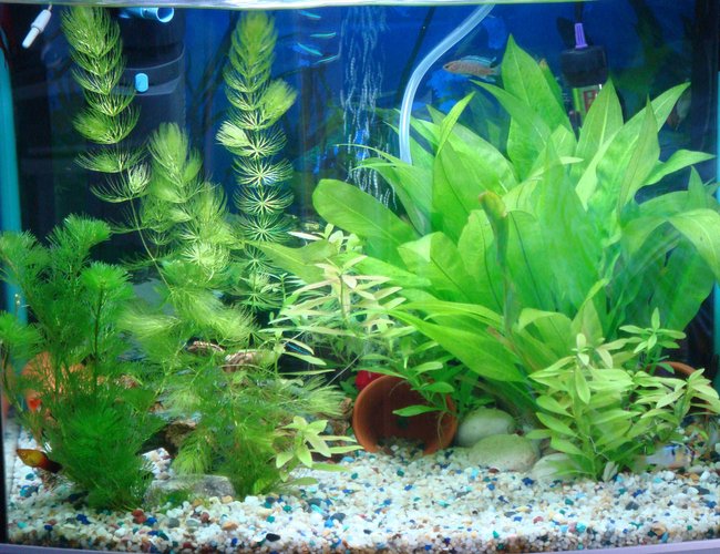 12 gallons planted tank (mostly live plants and fish) - my tank 12 gallons planted tank (mostly live plants and fish) - my tank