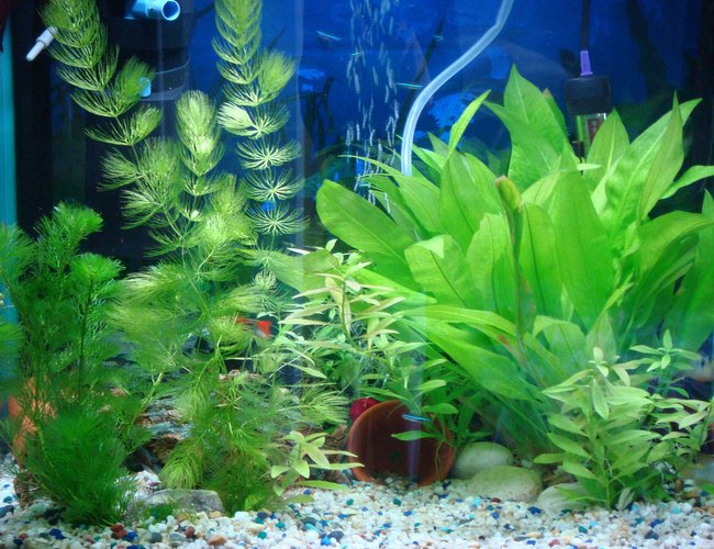 12 gallons planted tank (mostly live plants and fish) - my tank 12 gallons planted tank (mostly live plants and fish) - my tank