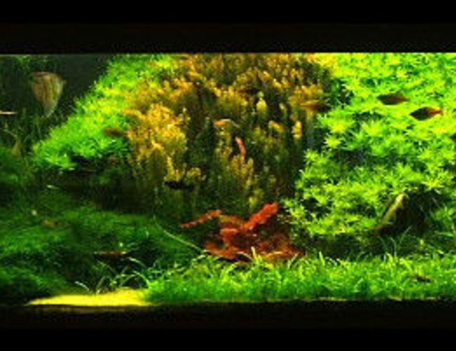 422 gallons planted tank (mostly live plants and fish) - my tank a while ago 422 gallons planted tank (mostly live plants and fish) - my tank a while ago