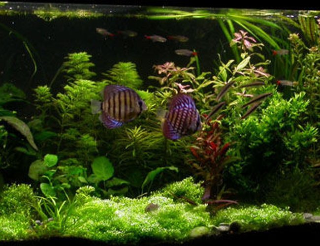 100 gallons planted tank (mostly live plants and fish) - ssssss 100 gallons planted tank (mostly live plants and fish) - ssssss
