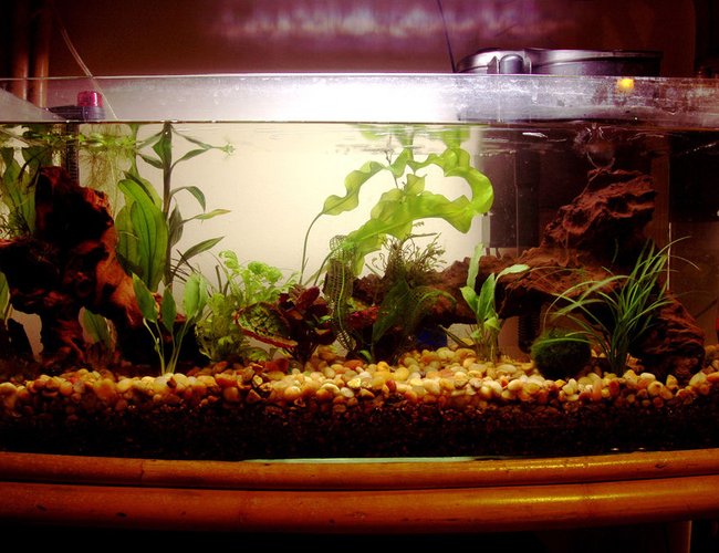 13 gallons planted tank (mostly live plants and fish) - Many new plants. No CO2. 13 gallons planted tank (mostly live plants and fish) - Many new plants. No CO2.