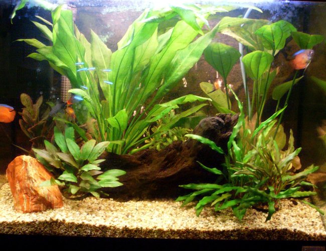 19 gallons planted tank (mostly live plants and fish) - My attempt at my first fish tank 19 gallons planted tank (mostly live plants and fish) - My attempt at my first fish tank