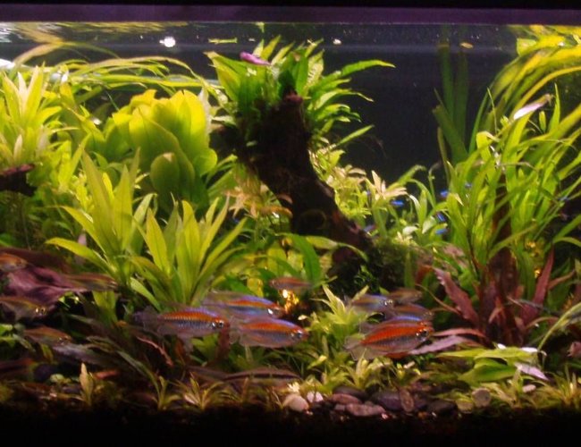 70 gallons planted tank (mostly live plants and fish) - Front View 70 gallons planted tank (mostly live plants and fish) - Front View
