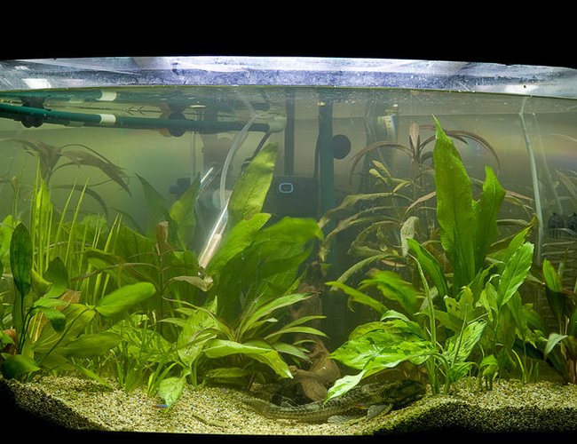 47 gallons planted tank (mostly live plants and fish) - my second attempt at a planted tank, this time with a little more success. 47 gallons planted tank (mostly live plants and fish) - my second attempt at a planted tank, this time with a little more success.