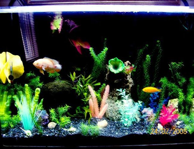 26 gallons planted tank (mostly live plants and fish) - GARDEN OF EDEN 26 gallons planted tank (mostly live plants and fish) - GARDEN OF EDEN