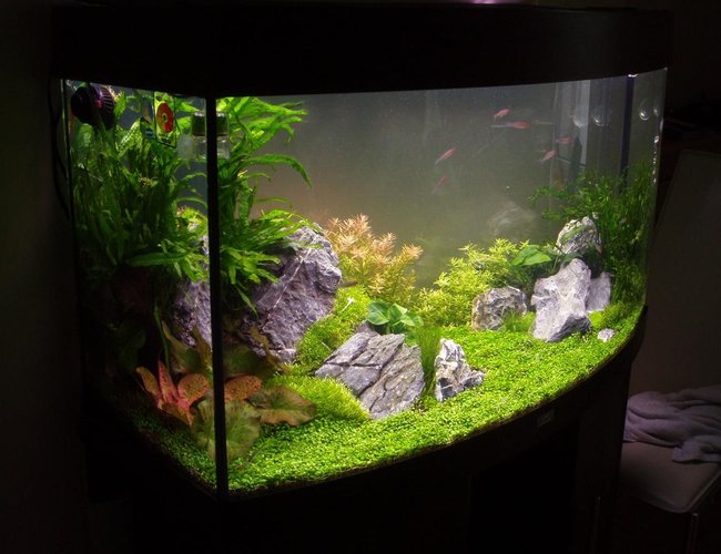 30 gallons planted tank (mostly live plants and fish) - 4 Weeks old at this point 30 gallons planted tank (mostly live plants and fish) - 4 Weeks old at this point
