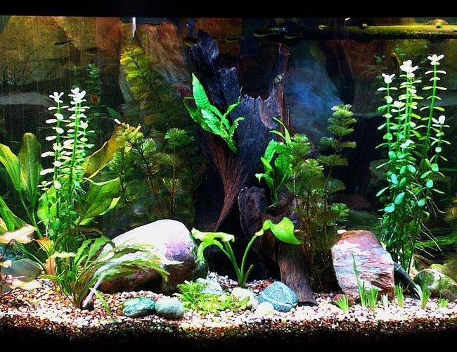 46 gallons planted tank (mostly live plants and fish) - My Tank 46 gallons planted tank (mostly live plants and fish) - My Tank