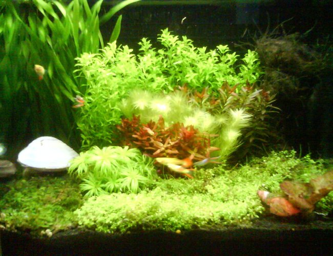 3 gallons planted tank (mostly live plants and fish) - My 3.5 gallon tank 3 gallons planted tank (mostly live plants and fish) - My 3.5 gallon tank