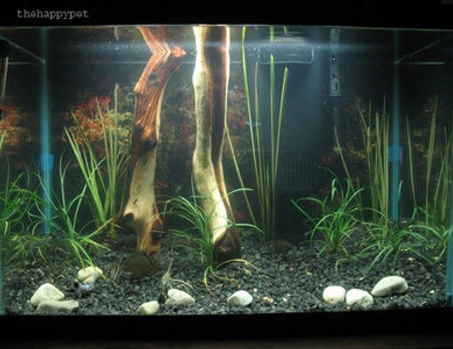 45 gallons planted tank (mostly live plants and fish) - 20 gallon tall decorated with live plants a severum cichlid and a chinese algae eater 45 gallons planted tank (mostly live plants and fish) - 20 gallon tall decorated with live plants a severum cichlid and a chinese algae eater