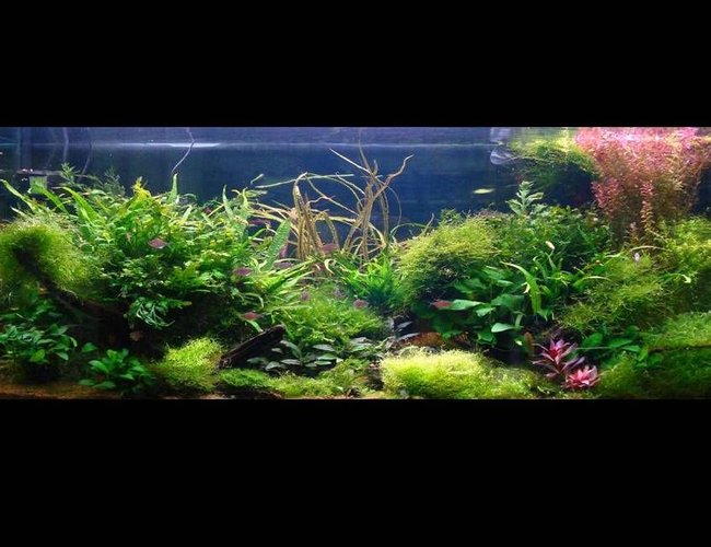 60 gallons planted tank (mostly live plants and fish) - 120 aqua one alloy , 4 x 54 watt t5, red sea flora base substrate, jbl profi set 2 co2 set 60 gallons planted tank (mostly live plants and fish) - 120 aqua one alloy , 4 x 54 watt t5, red sea flora base substrate, jbl profi set 2 co2 set
