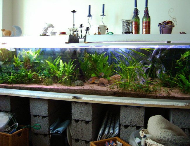 166 gallons planted tank (mostly live plants and fish) - 630L, all plants are real 166 gallons planted tank (mostly live plants and fish) - 630L, all plants are real