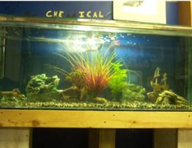 70 gallons planted tank (mostly live plants and fish) - The Second Day Of My Tank Set Up. 70 gallons planted tank (mostly live plants and fish) - The Second Day Of My Tank Set Up.