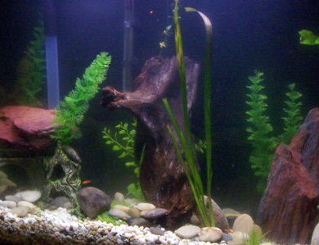 45 gallons planted tank (mostly live plants and fish) - there are both live and fake plants in here 45 gallons planted tank (mostly live plants and fish) - there are both live and fake plants in here