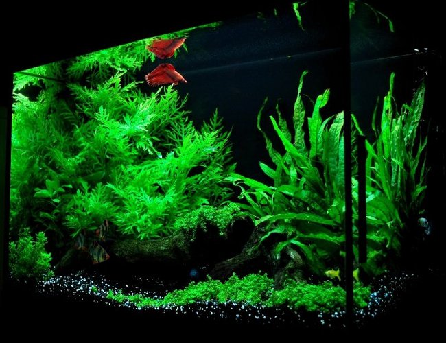19 gallons planted tank (mostly live plants and fish) - My tank 19 gallons planted tank (mostly live plants and fish) - My tank