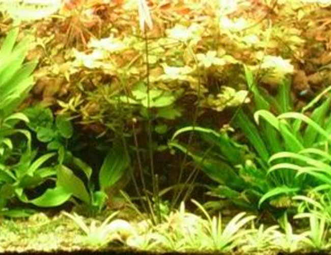 118 gallons planted tank (mostly live plants and fish) - My tank after 4 moths. 118 gallons planted tank (mostly live plants and fish) - My tank after 4 moths.
