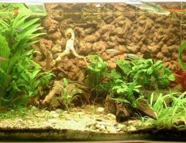 118 gallons planted tank (mostly live plants and fish) - last setup 118 gallons planted tank (mostly live plants and fish) - last setup