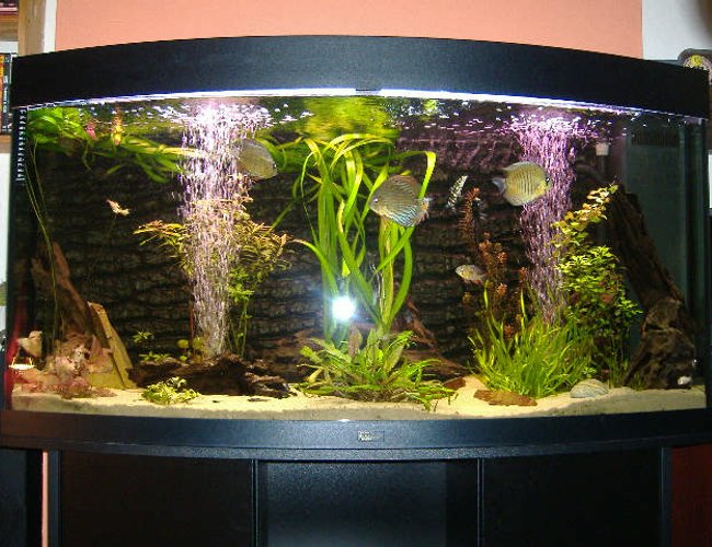 59 gallons planted tank (mostly live plants and fish) - Juwel Vision 260 bow fronted tank, discus based setup. 59 gallons planted tank (mostly live plants and fish) - Juwel Vision 260 bow fronted tank, discus based setup.