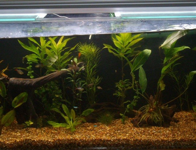 70 gallons planted tank (mostly live plants and fish) - a bit of a tilt.. 70 gallons planted tank (mostly live plants and fish) - a bit of a tilt..
