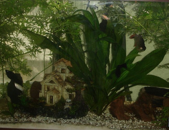52 gallons planted tank (mostly live plants and fish) - 52 gallon with t5 llights, lots of sword and wisteria plants.
1 redtail tinfoil barb, 1 pleco, 1 golden dojo, 1 male betta, 1 veil angel fish, 1 swordtail. 1glo fish, 3 mollies, 2 cherry tetras, 2 long finned gold danios, 2 leopard danios, 2 lampeyes, 1 albino cory catfish. 52 gallons planted tank (mostly live plants and fish) - 52 gallon with t5 llights, lots of sword and wisteria plants.
1 redtail tinfoil barb, 1 pleco, 1 golden dojo, 1 male betta, 1 veil angel fish, 1 swordtail. 1glo fish, 3 mollies, 2 cherry tetras, 2 long finned gold danios, 2 leopard danios, 2 lampeyes, 1 albino cory catfish.
