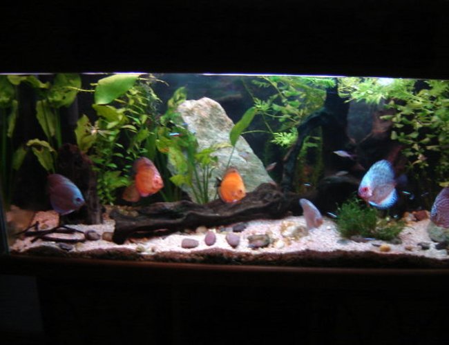 113 gallons planted tank (mostly live plants and fish) - new layout discus tank 113 gallons planted tank (mostly live plants and fish) - new layout discus tank