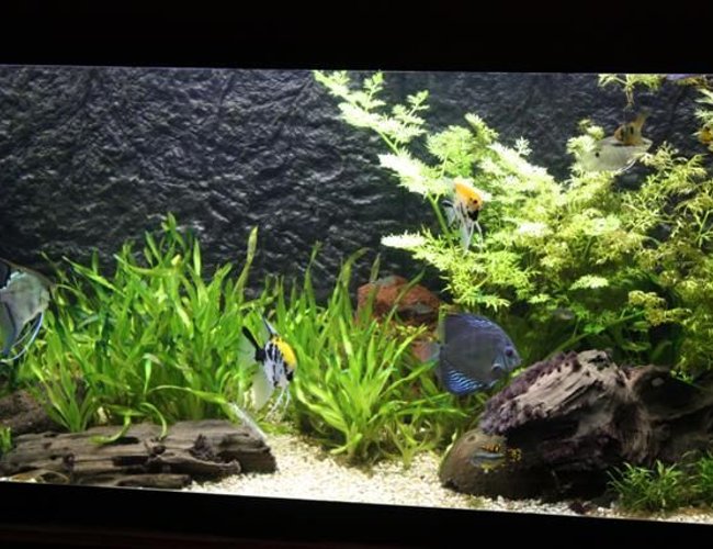 350 gallons planted tank (mostly live plants and fish) - other snap of my tank 350 gallons planted tank (mostly live plants and fish) - other snap of my tank
