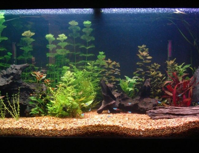 62 gallons planted tank (mostly live plants and fish) - my 285 litre aquarium 62 gallons planted tank (mostly live plants and fish) - my 285 litre aquarium