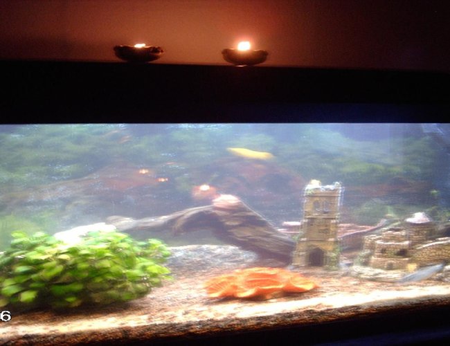 160 gallons planted tank (mostly live plants and fish) - my first tank 160 gallons planted tank (mostly live plants and fish) - my first tank