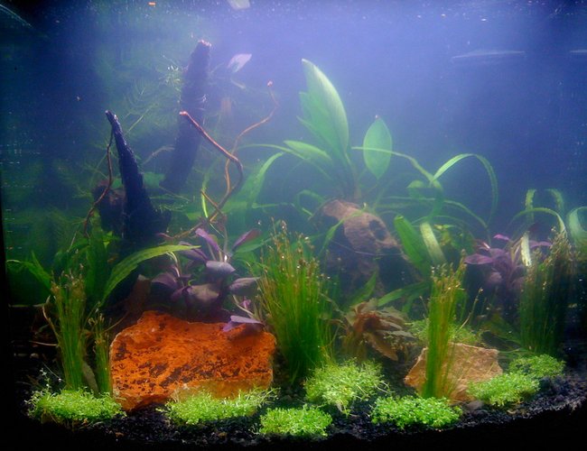 12 gallons planted tank (mostly live plants and fish) - 12 Gallon Nano Delux
Picture taken 1 hour after set up 12 gallons planted tank (mostly live plants and fish) - 12 Gallon Nano Delux
Picture taken 1 hour after set up