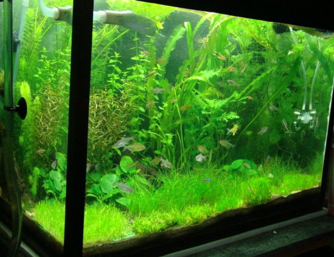 21 gallons planted tank (mostly live plants and fish) - Same tank..
changed the layout.
having few algae issues. But nothing that cannot be handled :P~ 21 gallons planted tank (mostly live plants and fish) - Same tank..
changed the layout.
having few algae issues. But nothing that cannot be handled :P~