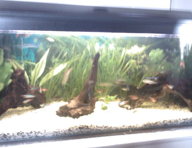 22 gallons planted tank (mostly live plants and fish) - community tank 22 gallons planted tank (mostly live plants and fish) - community tank