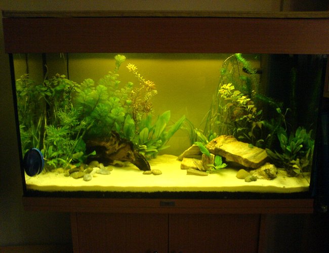 33 gallons planted tank (mostly live plants and fish) - Newly Planted Rio 125 33 gallons planted tank (mostly live plants and fish) - Newly Planted Rio 125