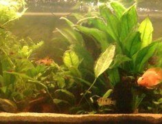 59 gallons planted tank (mostly live plants and fish) - Full view of my tank. 59 gallons planted tank (mostly live plants and fish) - Full view of my tank.
