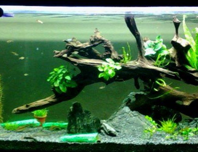 164 gallons planted tank (mostly live plants and fish) - Tank under scaping .... Sept 2008 164 gallons planted tank (mostly live plants and fish) - Tank under scaping .... Sept 2008