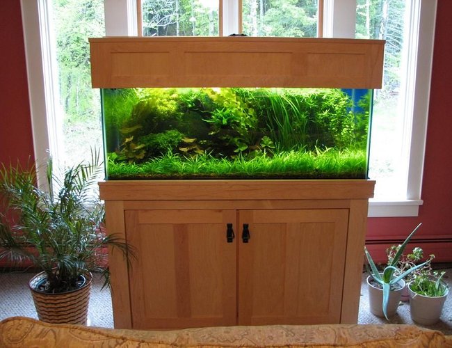 75 gallons planted tank (mostly live plants and fish) - Was way overgrown for my taste! Trimmed and sold extras before it came down for the move. 75 gallons planted tank (mostly live plants and fish) - Was way overgrown for my taste! Trimmed and sold extras before it came down for the move.