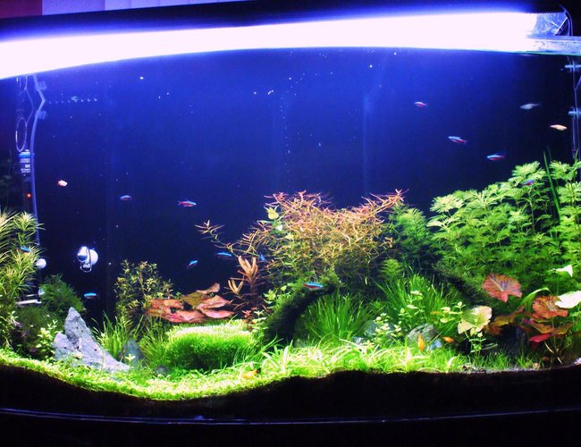 80 gallons planted tank (mostly live plants and fish) - Front view after 2 months 80 gallons planted tank (mostly live plants and fish) - Front view after 2 months