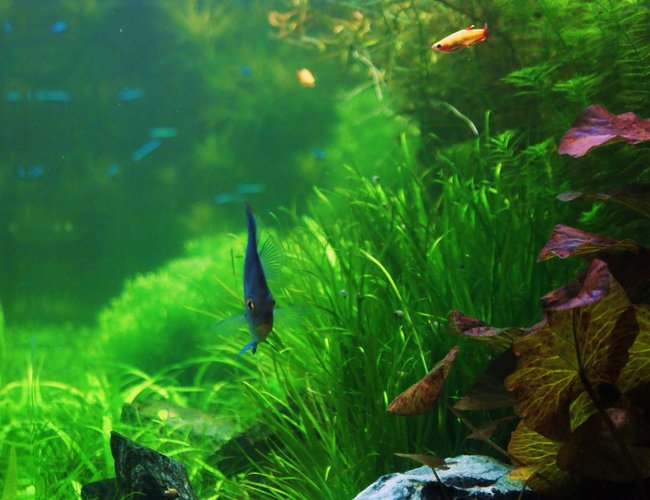 80 gallons planted tank (mostly live plants and fish) - side view 80 gallons planted tank (mostly live plants and fish) - side view
