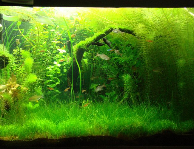 21 gallons planted tank (mostly live plants and fish) - Same tank..
changed the layout.
trimming done several times. 21 gallons planted tank (mostly live plants and fish) - Same tank..
changed the layout.
trimming done several times.