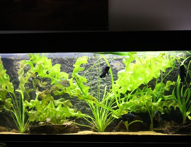 350 gallons planted tank (mostly live plants and fish) - Amazon biotope 275 gallon: Oscarfish, jack dempsey,aquidens heckeli, heros severum,deamoncichlid 350 gallons planted tank (mostly live plants and fish) - Amazon biotope 275 gallon: Oscarfish, jack dempsey,aquidens heckeli, heros severum,deamoncichlid