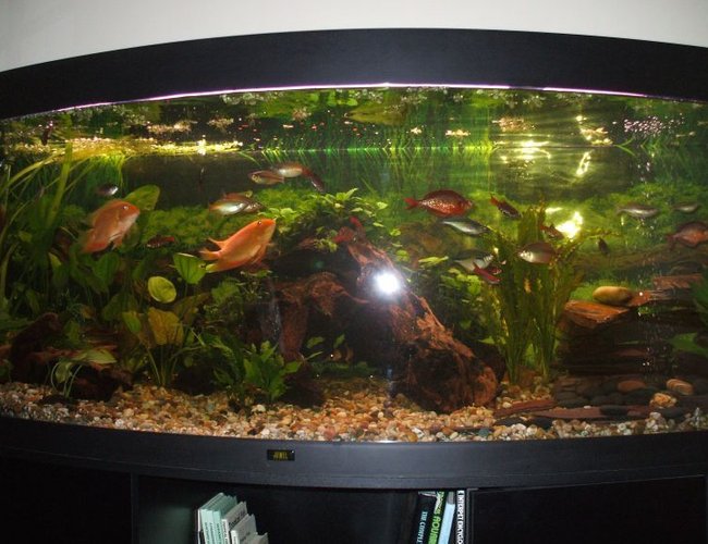 100 gallons planted tank (mostly live plants and fish) - my 5ft bow fronted jewel tropical tank. 100 gallons planted tank (mostly live plants and fish) - my 5ft bow fronted jewel tropical tank.