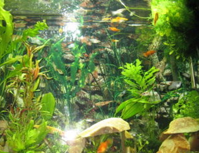 45 gallons planted tank (mostly live plants and fish) - Freshwater, Planted 45 gallon tank 45 gallons planted tank (mostly live plants and fish) - Freshwater, Planted 45 gallon tank