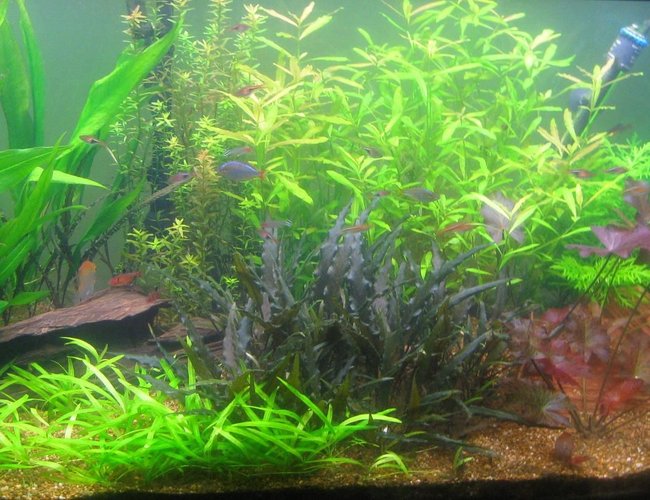 89 gallons planted tank (mostly live plants and fish) - my 4 footer 89 gallons planted tank (mostly live plants and fish) - my 4 footer