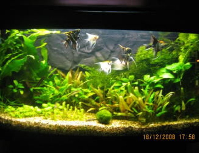 26 gallons planted tank (mostly live plants and fish) - The newest layout
Low maintenance tank 26 gallons planted tank (mostly live plants and fish) - The newest layout
Low maintenance tank