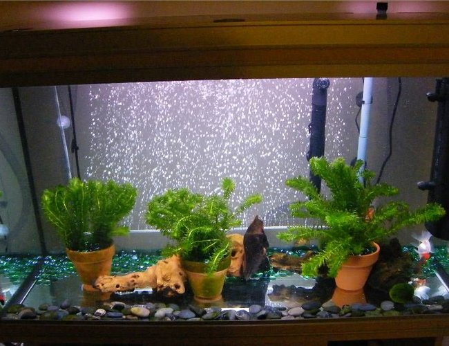 65 gallons planted tank (mostly live plants and fish) - 65 gallon rena goldfish tank. Running 2 filters - rena xp2 external and fluval U4 internal. 6 live plants and 5 marimo moss balls plus 2 mopani logs and some river pebbles. 24 inch bubble wand powered by large sera air pump and an internal heater providing a constant 20 deg C. 65 gallons planted tank (mostly live plants and fish) - 65 gallon rena goldfish tank. Running 2 filters - rena xp2 external and fluval U4 internal. 6 live plants and 5 marimo moss balls plus 2 mopani logs and some river pebbles. 24 inch bubble wand powered by large sera air pump and an internal heater providing a constant 20 deg C.