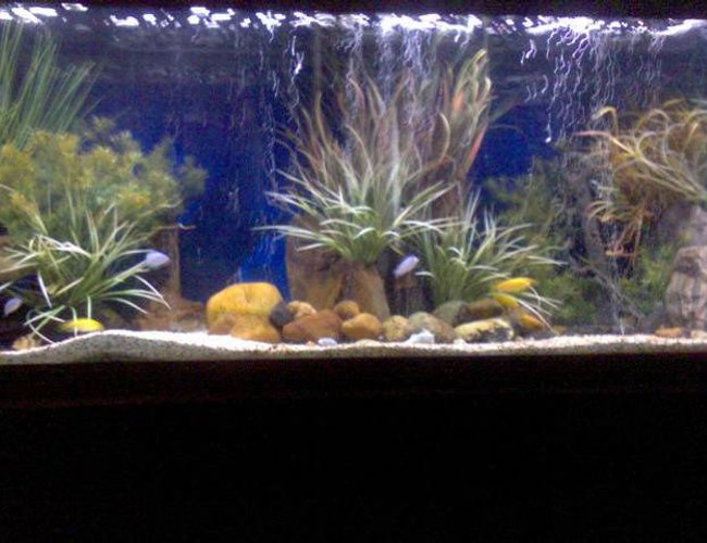 170 gallons planted tank (mostly live plants and fish) - 150 Gallon African Cichlid breeding tank. It has blue colbalts, yellow labs, and clown loaches. I have been doing fish tanks for 6 years. So far my favorites are African Cichlids and Australian Rainbows. 170 gallons planted tank (mostly live plants and fish) - 150 Gallon African Cichlid breeding tank. It has blue colbalts, yellow labs, and clown loaches. I have been doing fish tanks for 6 years. So far my favorites are African Cichlids and Australian Rainbows.