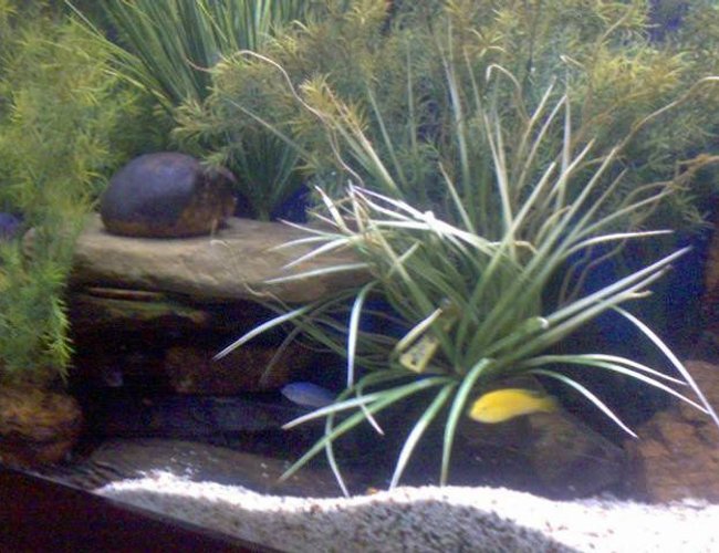 170 gallons planted tank (mostly live plants and fish) - African Chiclid mostly live plants. Cichlid rocks cover the bottom. 170 gallons planted tank (mostly live plants and fish) - African Chiclid mostly live plants. Cichlid rocks cover the bottom.