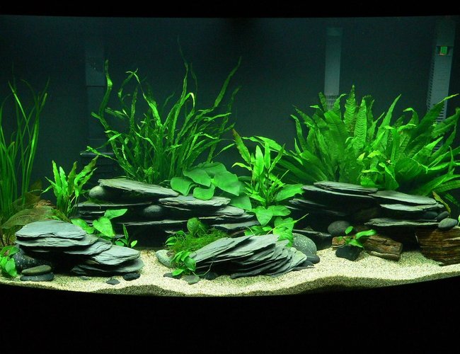 46 gallons planted tank (mostly live plants and fish) - Planted Tanganyikan - 46 gallon Bow 46 gallons planted tank (mostly live plants and fish) - Planted Tanganyikan - 46 gallon Bow